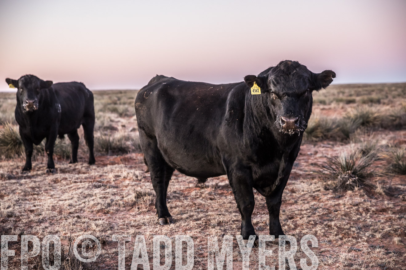  TMyers_WardRanch_NM_Dec2019-43947