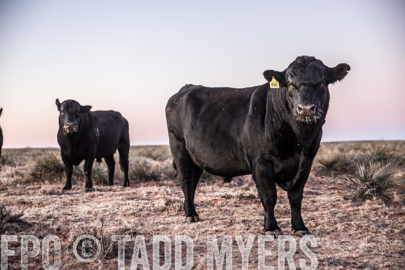  TMyers_WardRanch_NM_Dec2019-43953