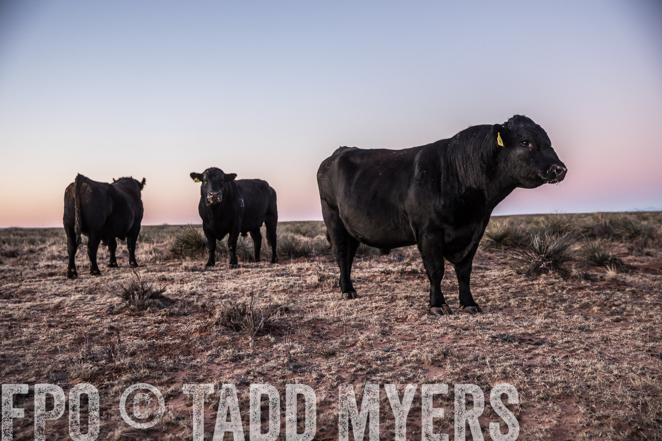  TMyers_WardRanch_NM_Dec2019-43961