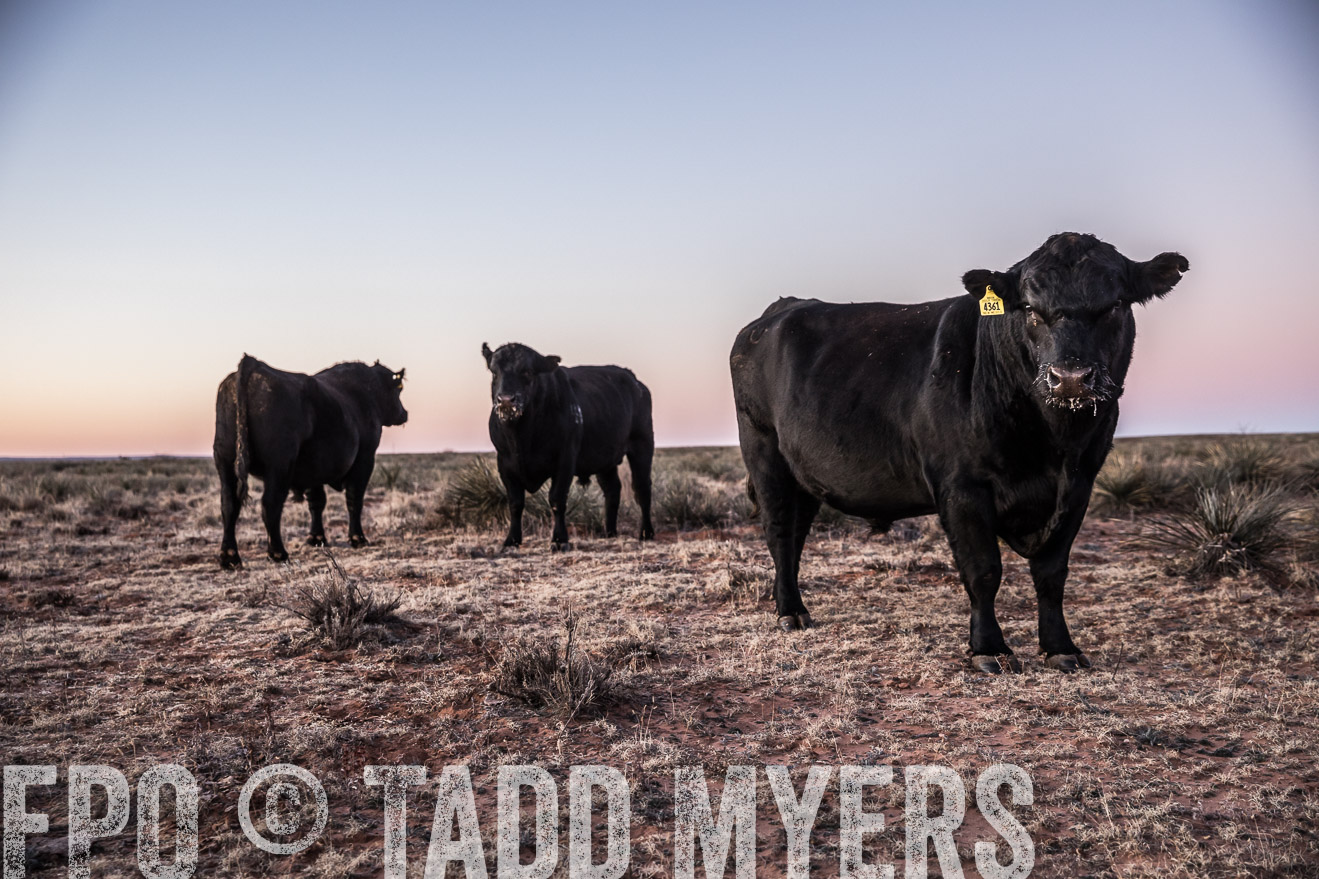  TMyers_WardRanch_NM_Dec2019-43966
