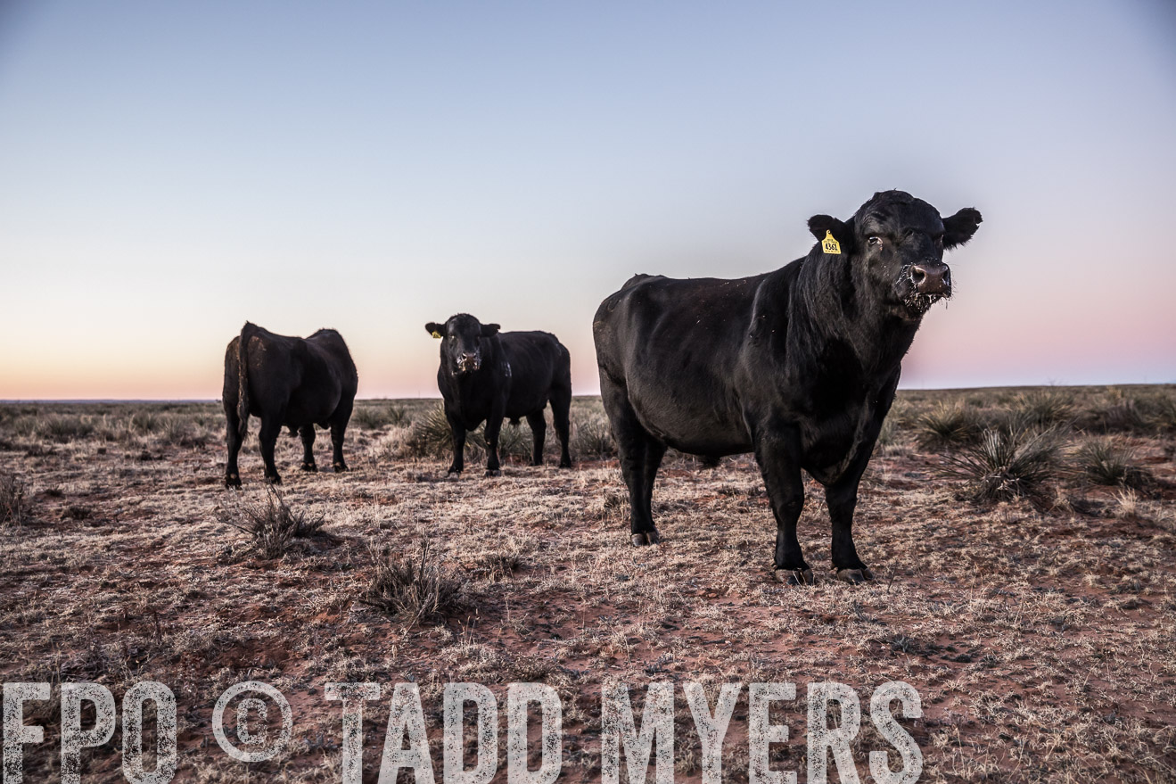  TMyers_WardRanch_NM_Dec2019-43981