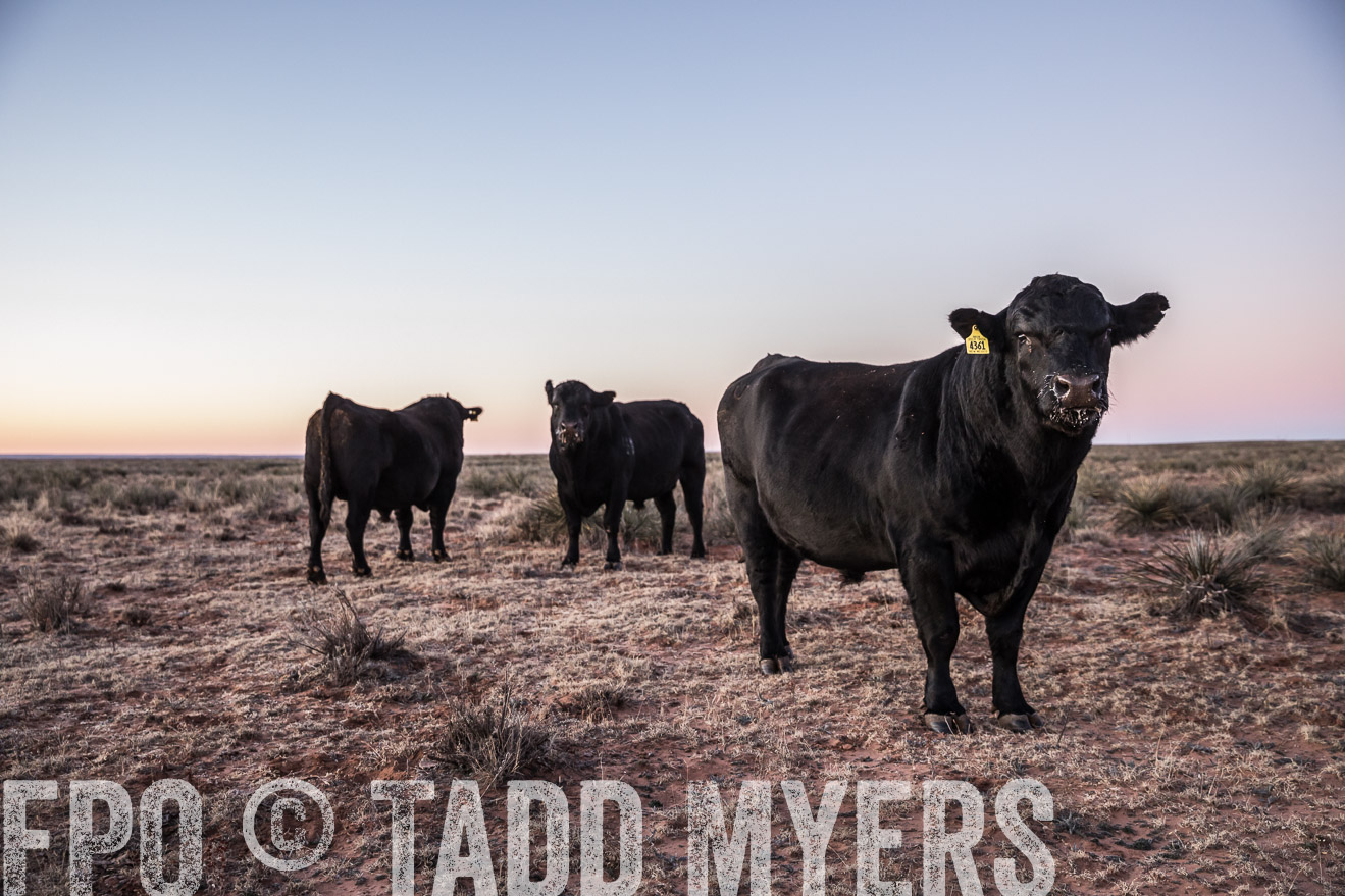  TMyers_WardRanch_NM_Dec2019-43987