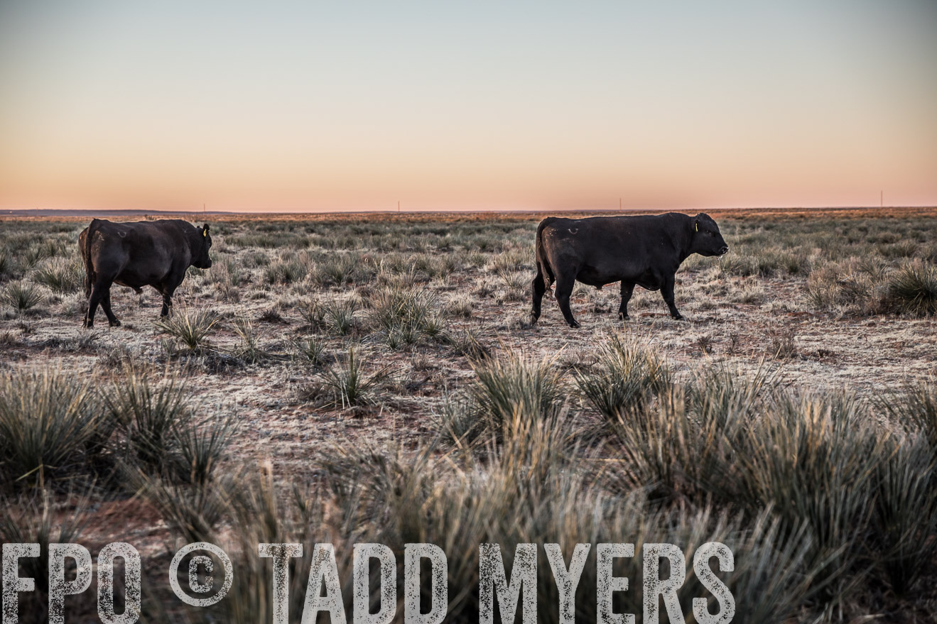  TMyers_WardRanch_NM_Dec2019-44171
