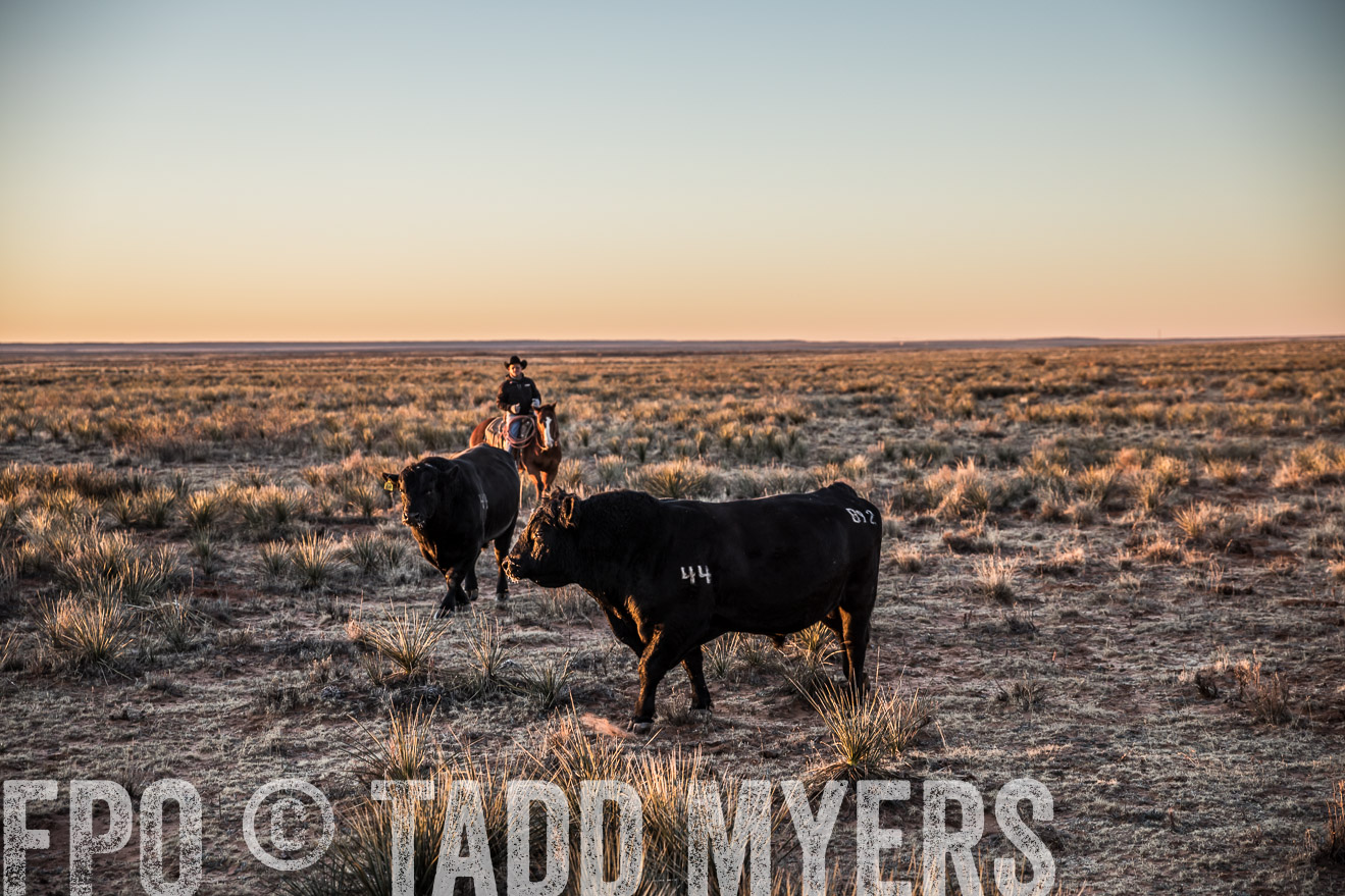  TMyers_WardRanch_NM_Dec2019-44274