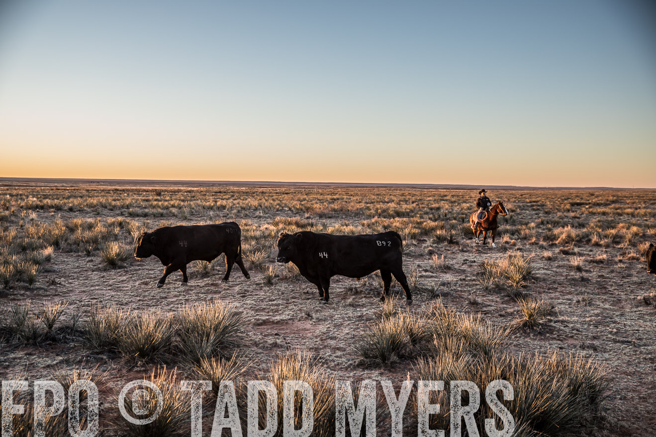  TMyers_WardRanch_NM_Dec2019-44278
