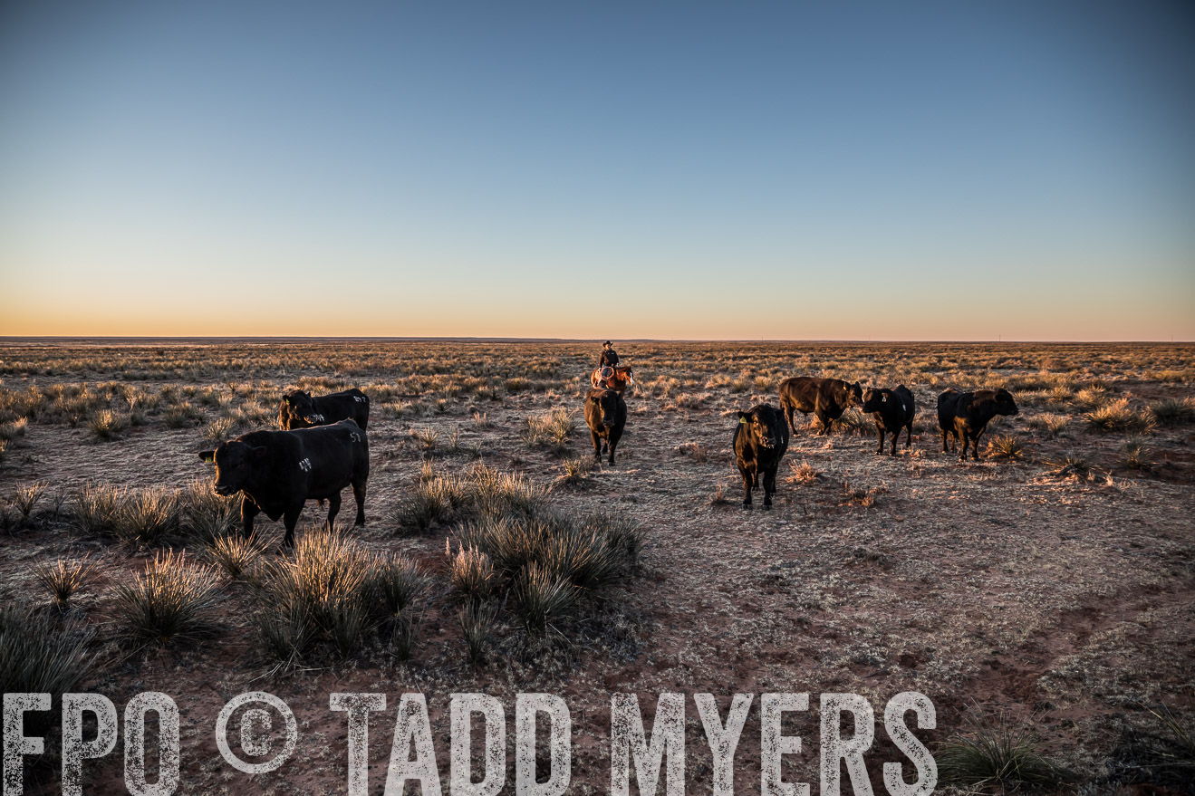  TMyers_WardRanch_NM_Dec2019-44293