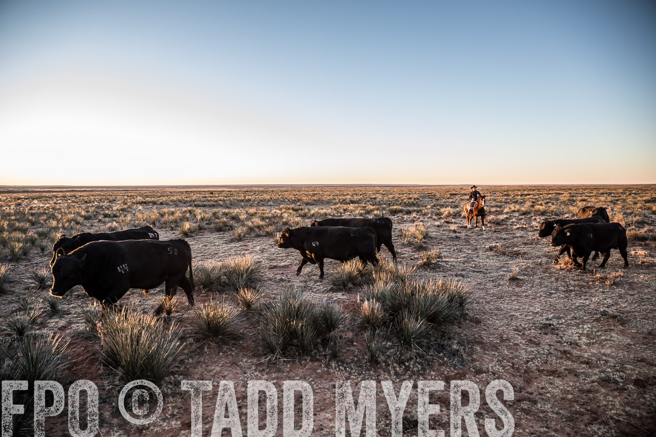  TMyers_WardRanch_NM_Dec2019-44298