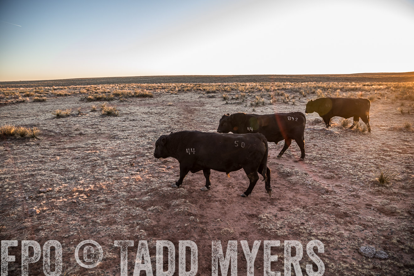  TMyers_WardRanch_NM_Dec2019-44305