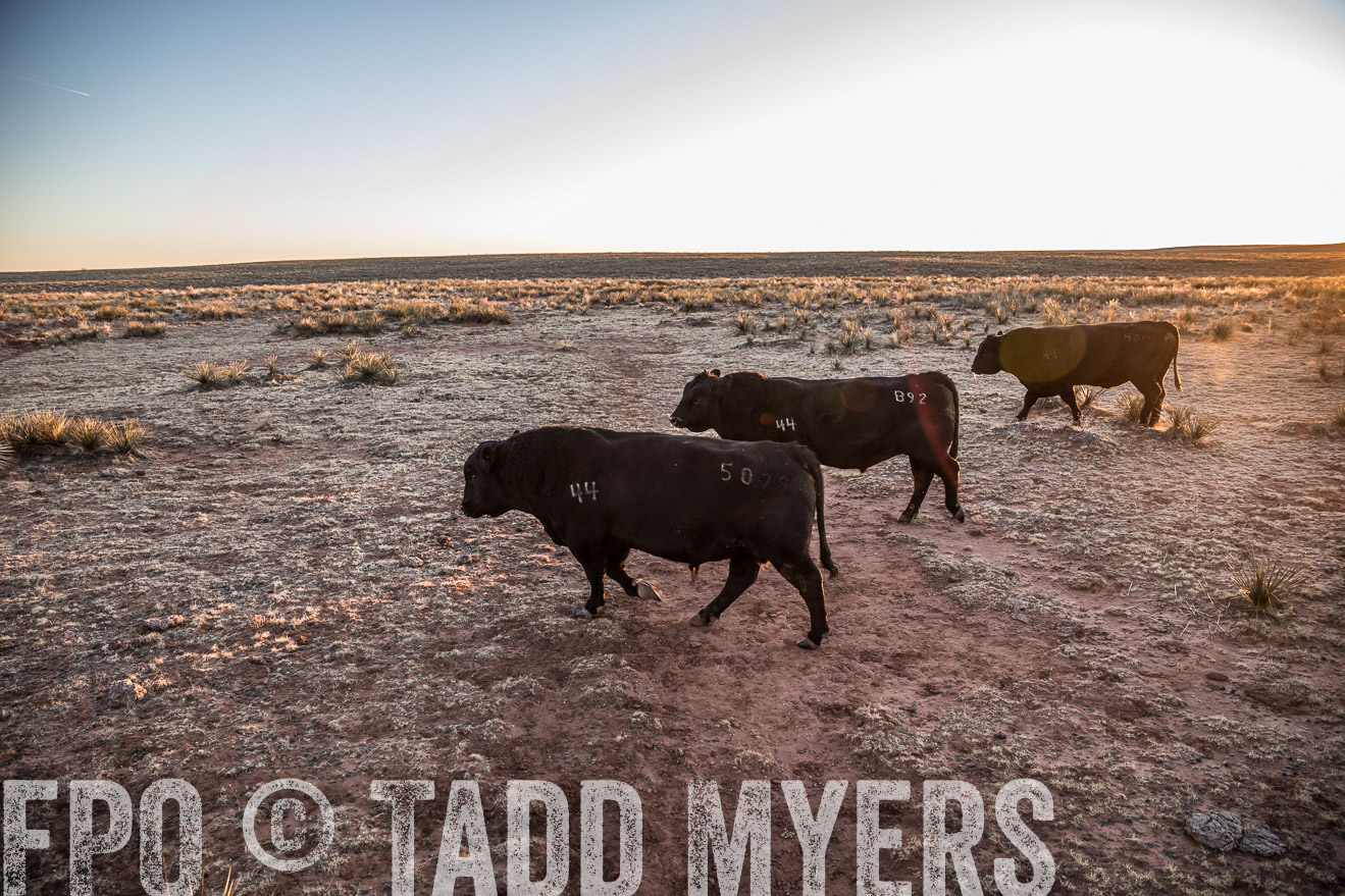  TMyers_WardRanch_NM_Dec2019-44306