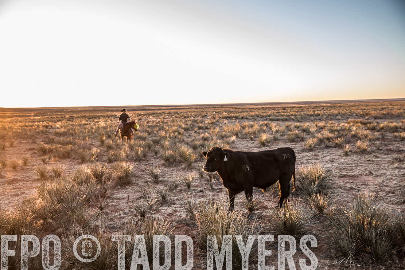  TMyers_WardRanch_NM_Dec2019-44312