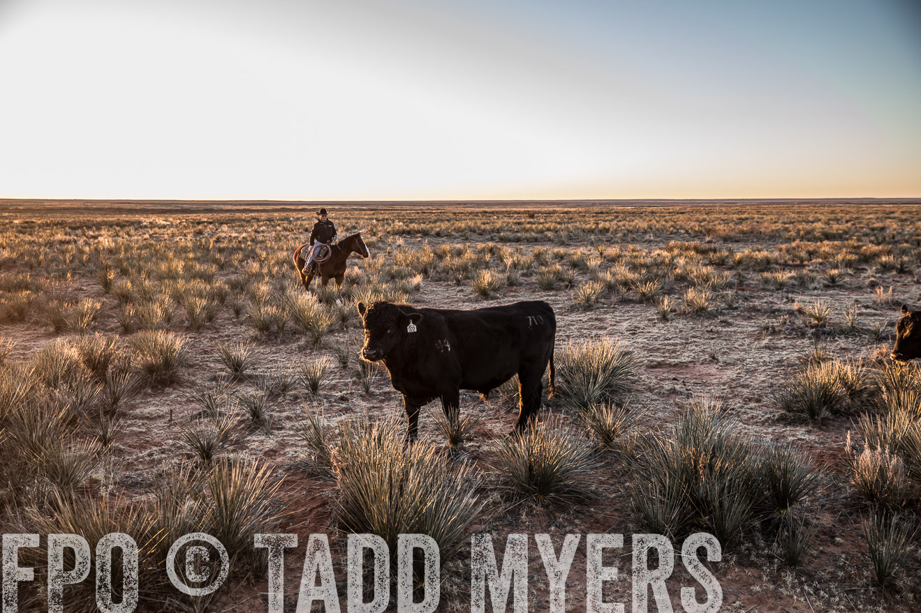  TMyers_WardRanch_NM_Dec2019-44315