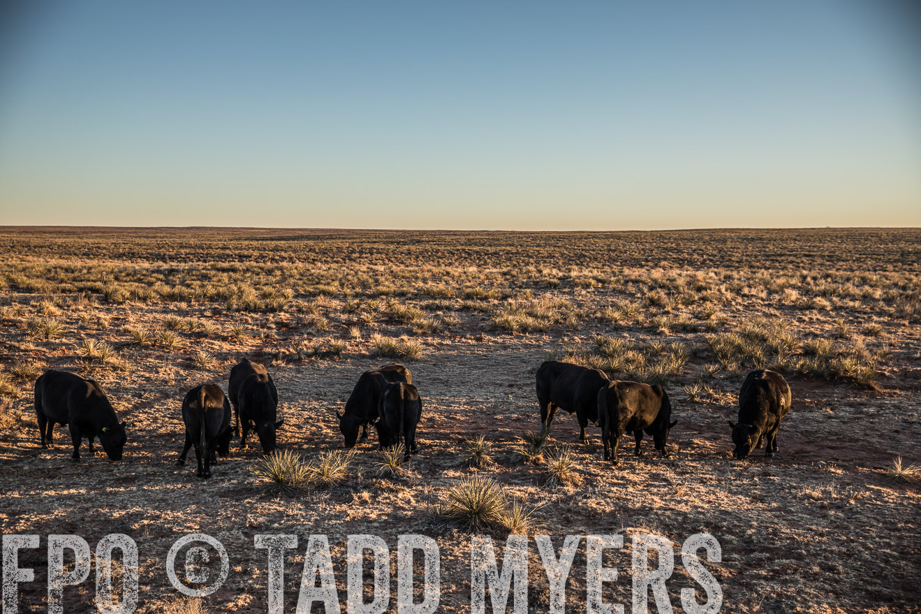  TMyers_WardRanch_NM_Dec2019-44547