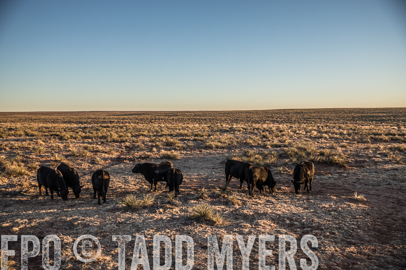  TMyers_WardRanch_NM_Dec2019-44555