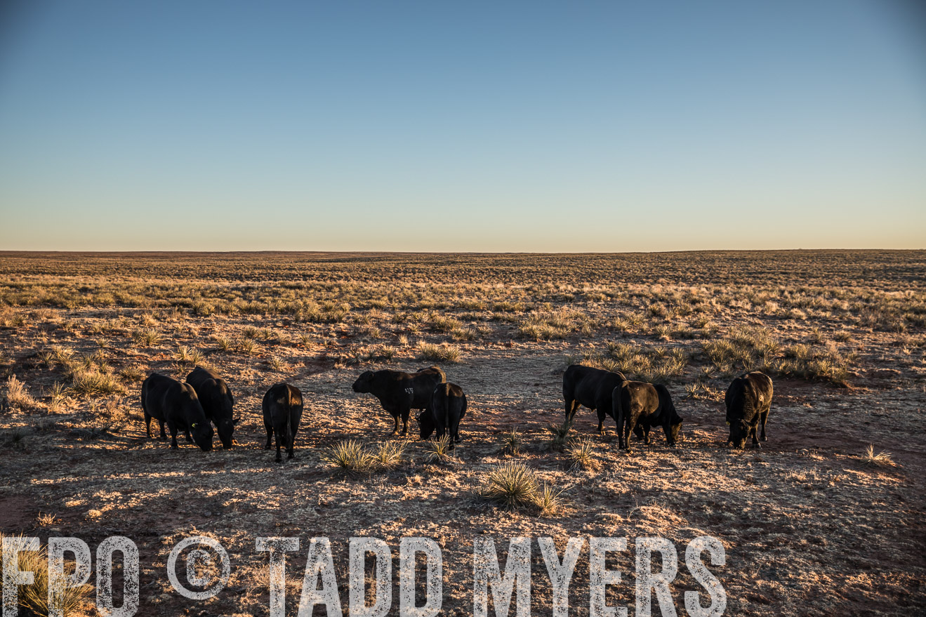  TMyers_WardRanch_NM_Dec2019-44559