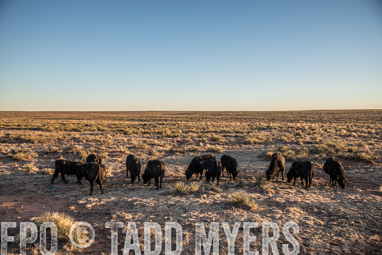 TMyers_WardRanch_NM_Dec2019-44574