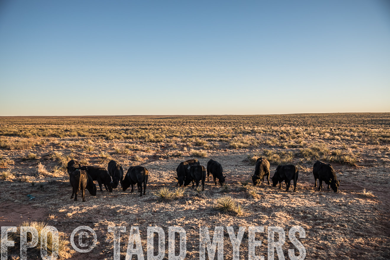  TMyers_WardRanch_NM_Dec2019-44580