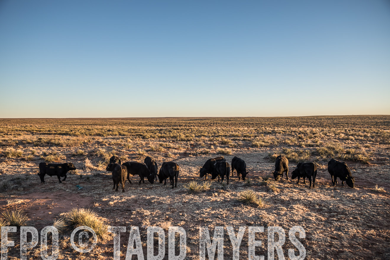 TMyers_WardRanch_NM_Dec2019-44585