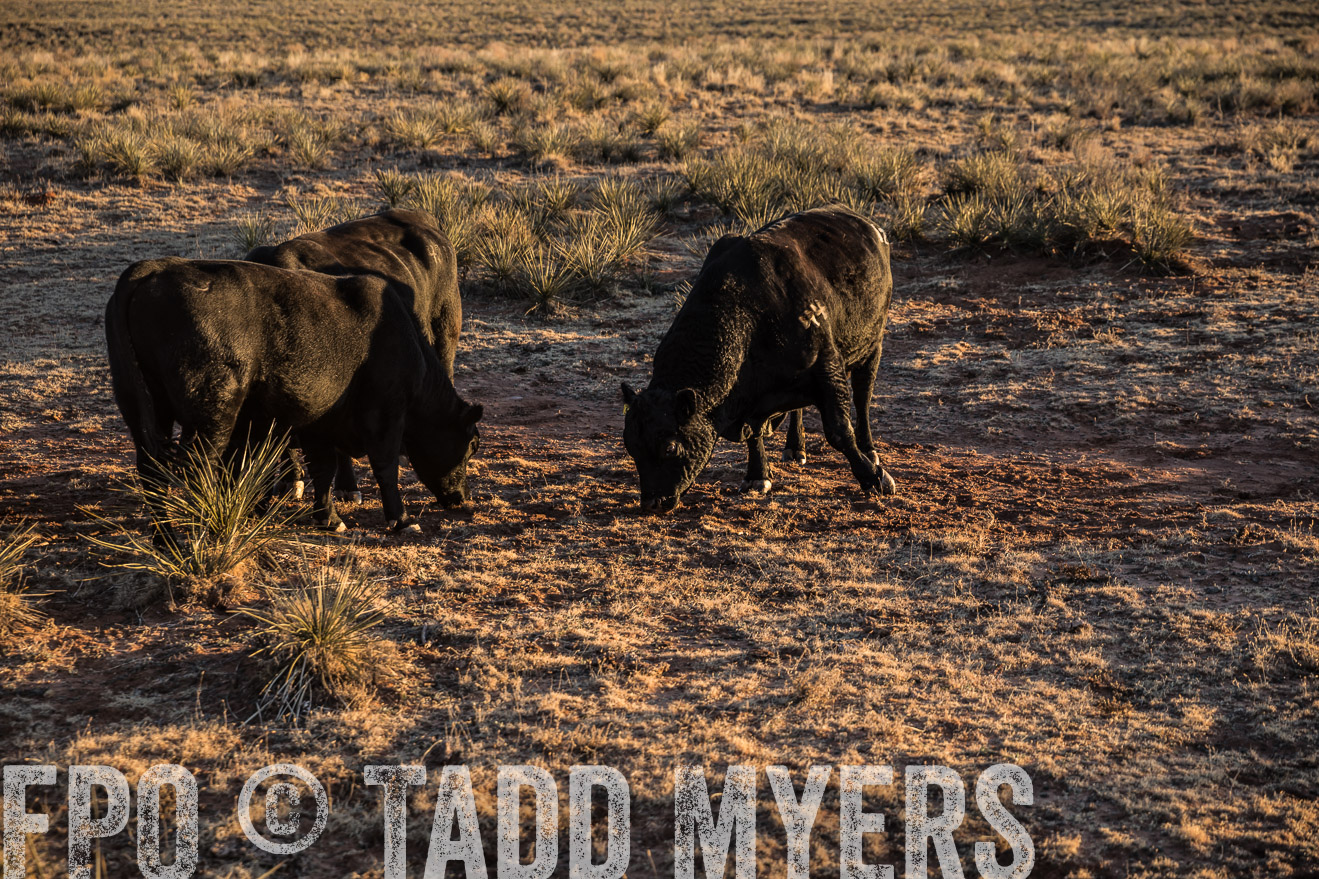  TMyers_WardRanch_NM_Dec2019-44678