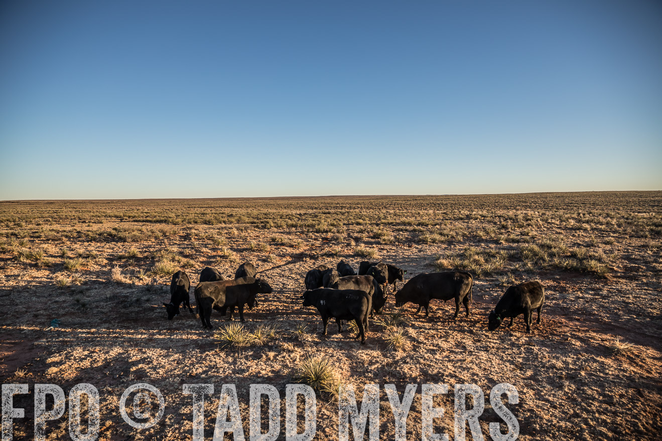  TMyers_WardRanch_NM_Dec2019-44738