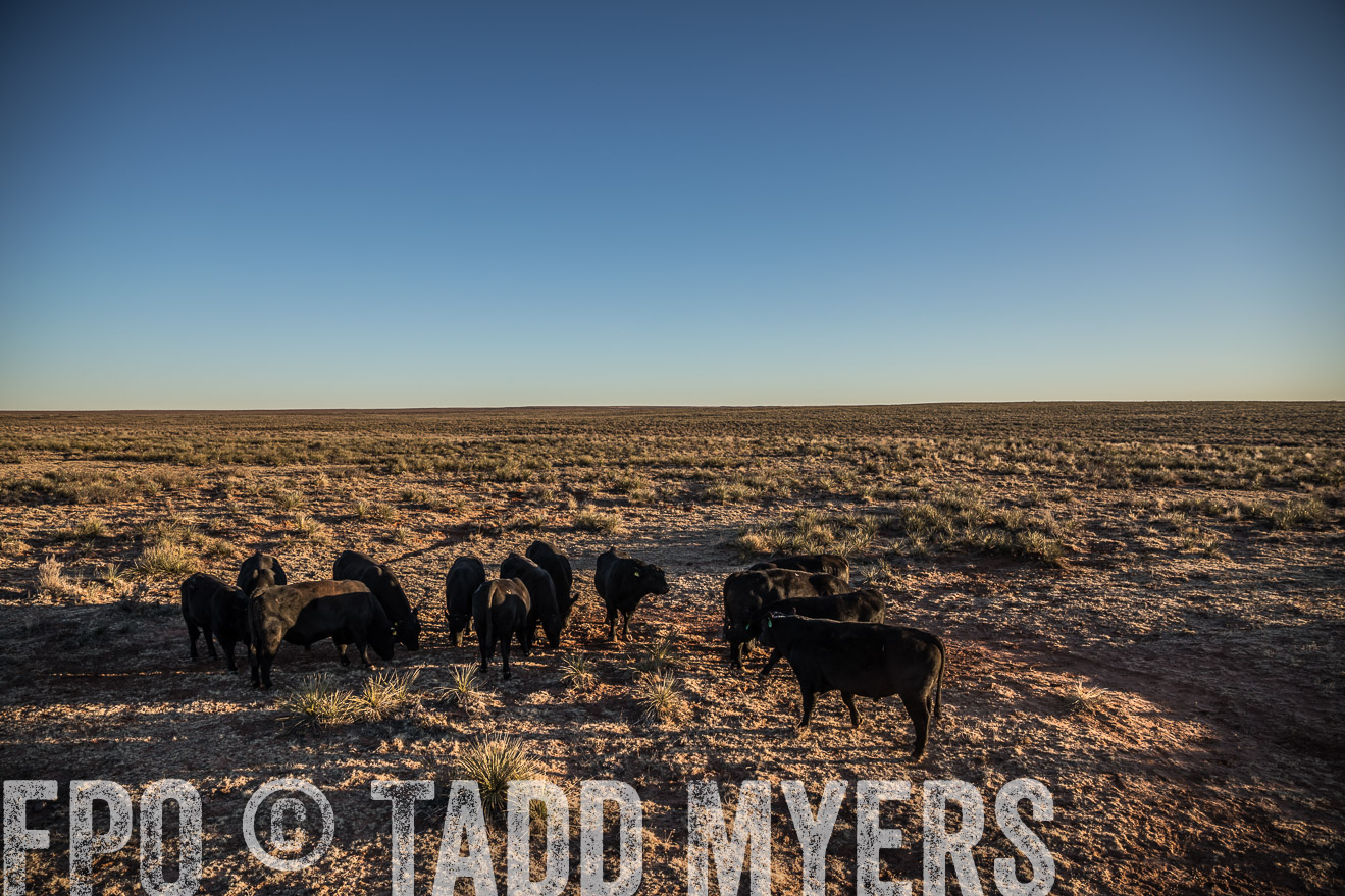  TMyers_WardRanch_NM_Dec2019-44749