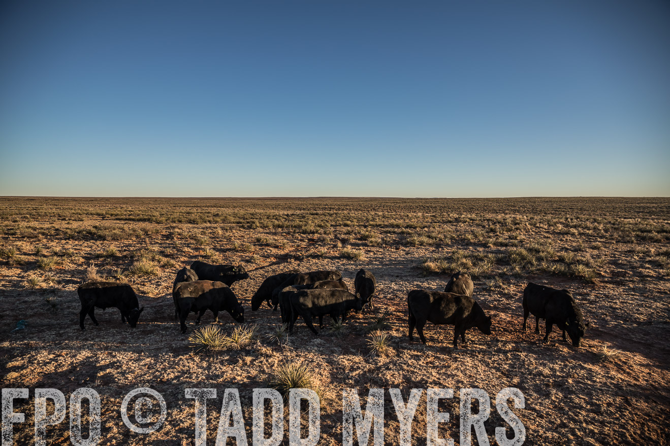  TMyers_WardRanch_NM_Dec2019-44767