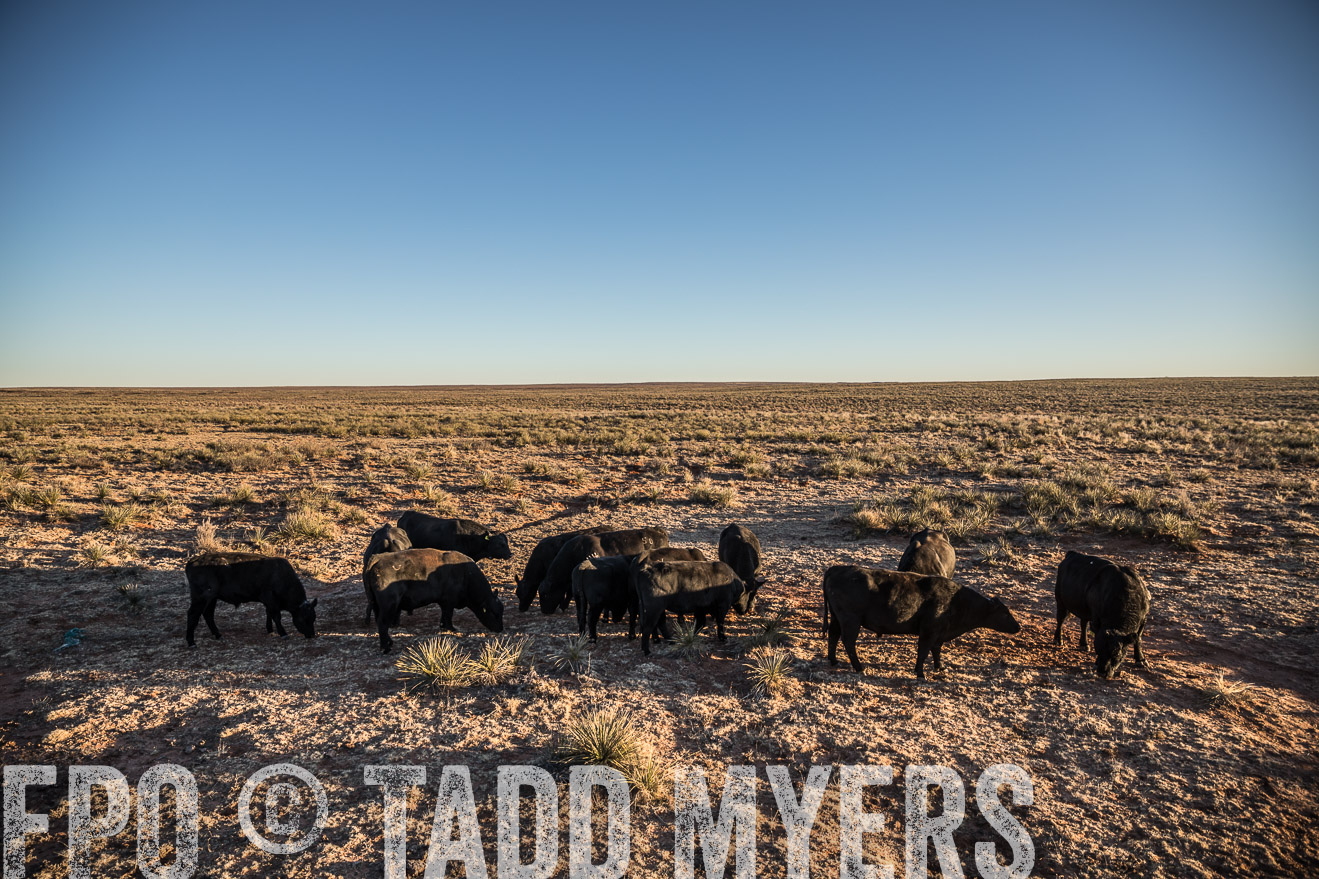  TMyers_WardRanch_NM_Dec2019-44769