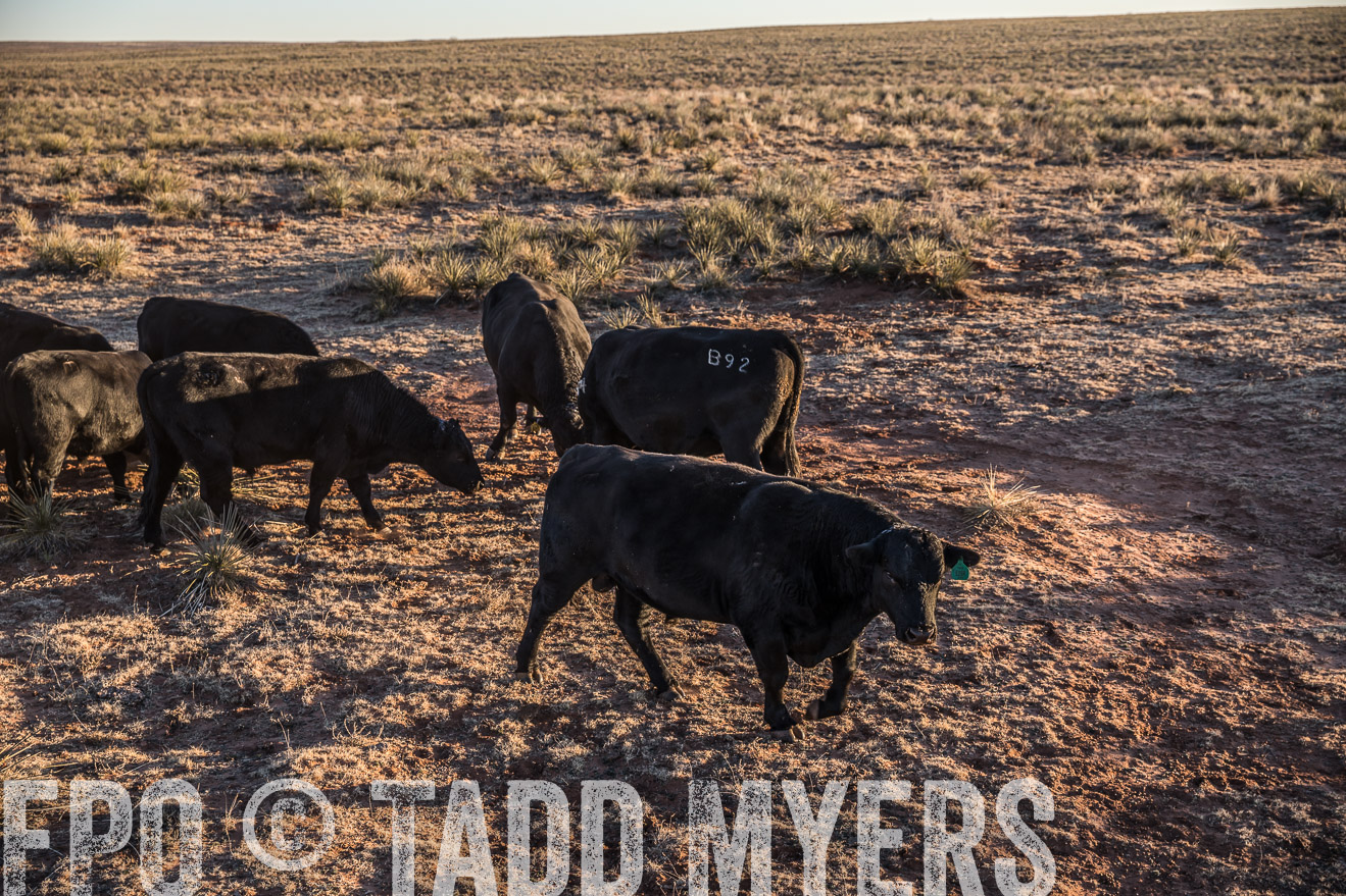  TMyers_WardRanch_NM_Dec2019-44780