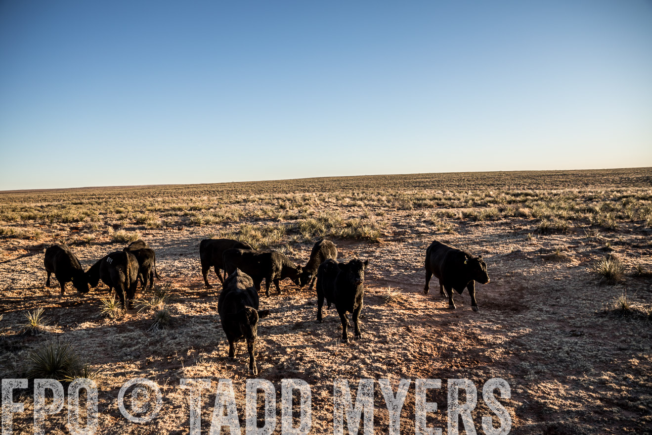  TMyers_WardRanch_NM_Dec2019-44796