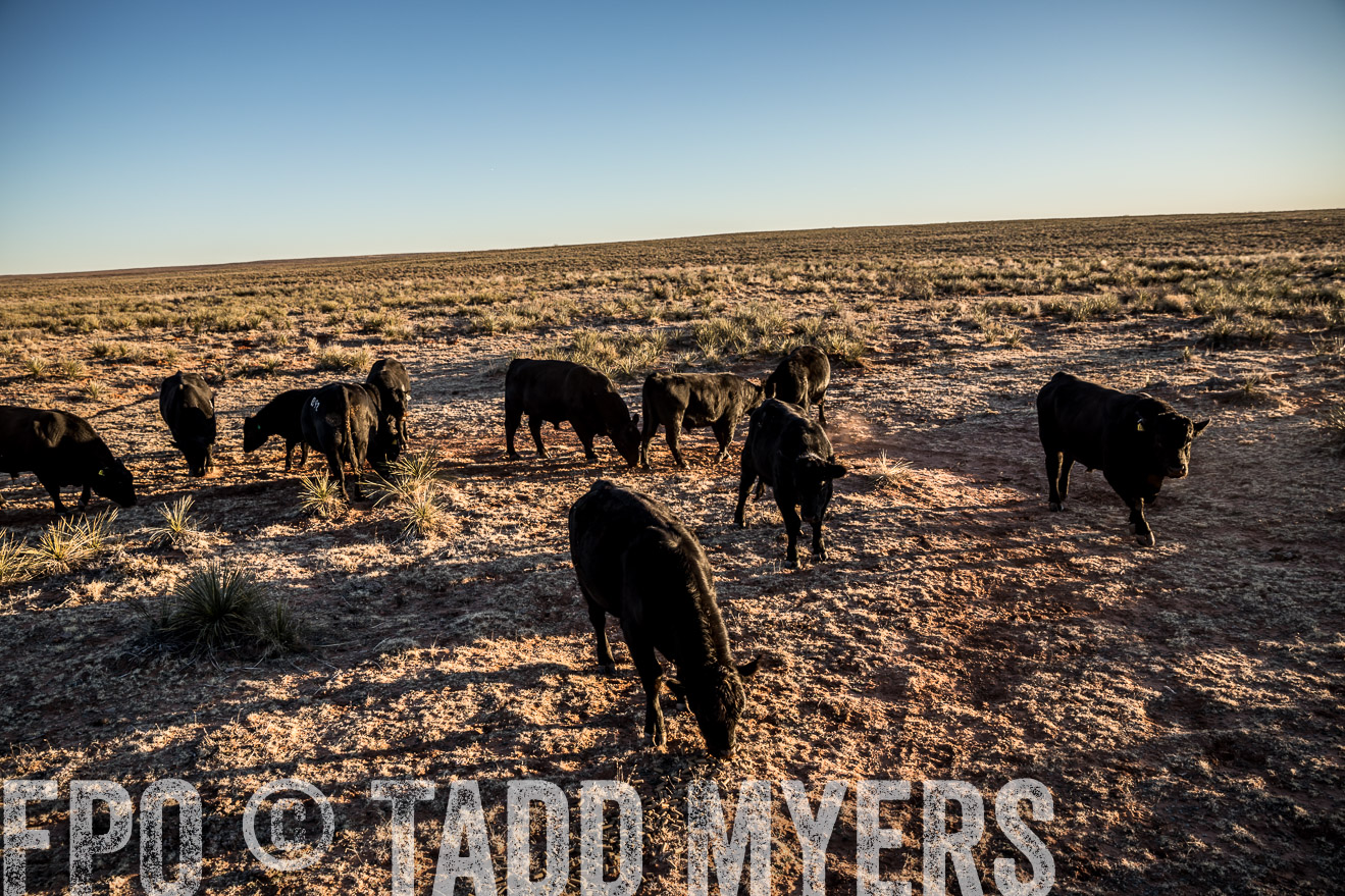  TMyers_WardRanch_NM_Dec2019-44797