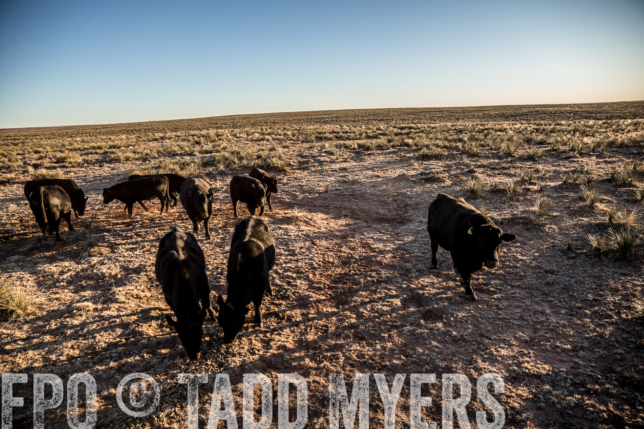  TMyers_WardRanch_NM_Dec2019-44803