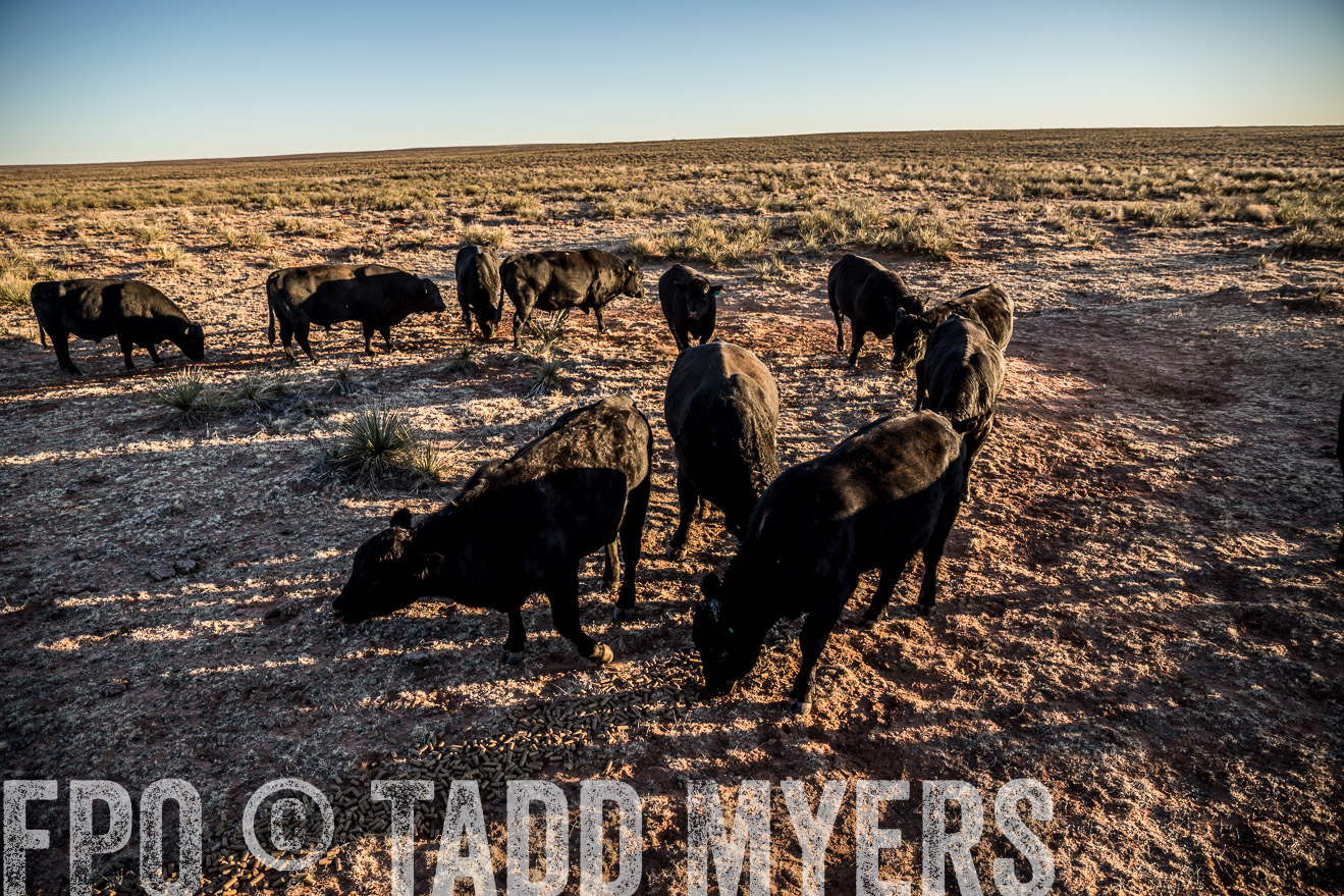  TMyers_WardRanch_NM_Dec2019-44813