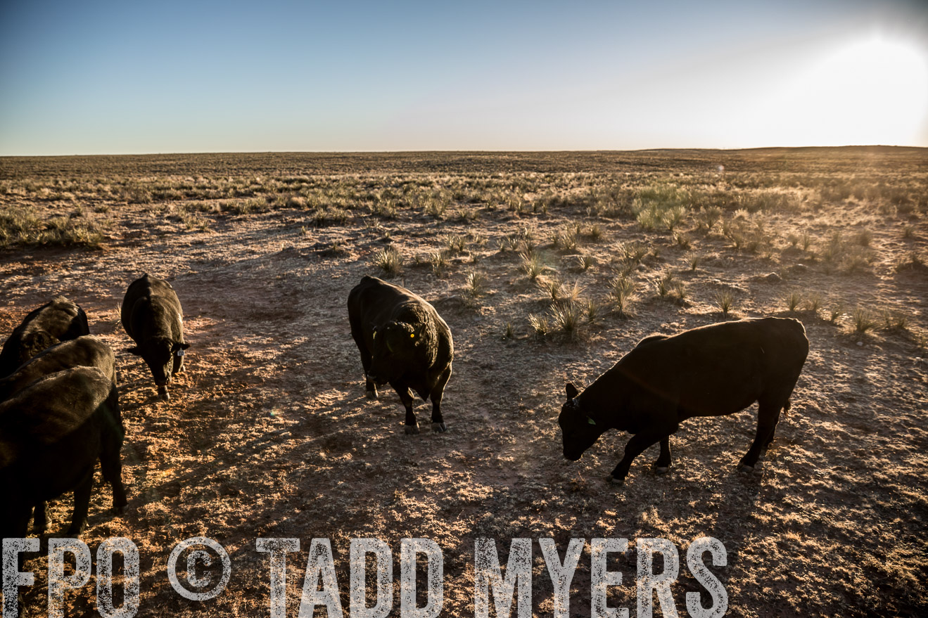  TMyers_WardRanch_NM_Dec2019-44814