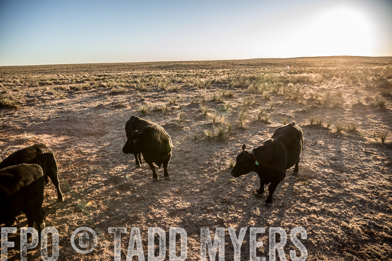  TMyers_WardRanch_NM_Dec2019-44819