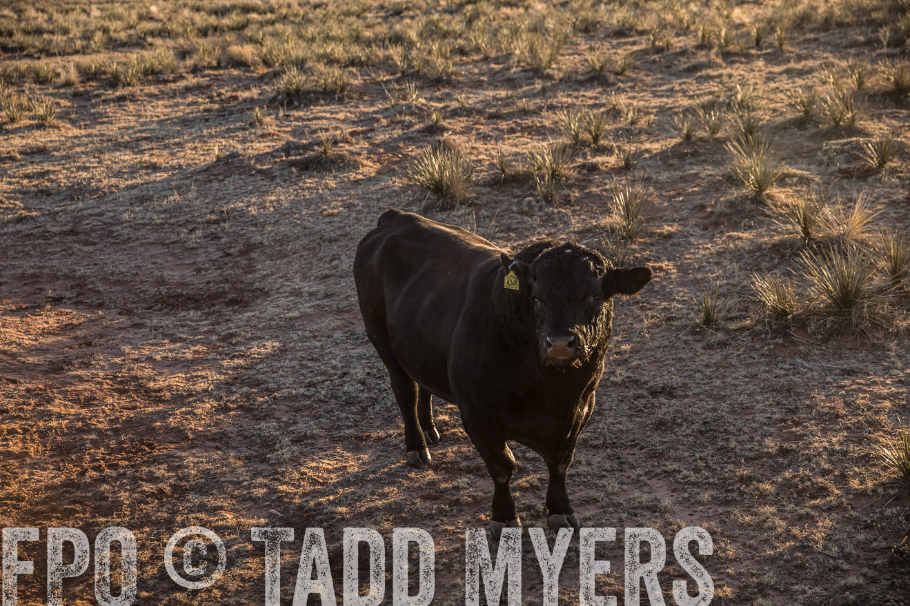  TMyers_WardRanch_NM_Dec2019-44837