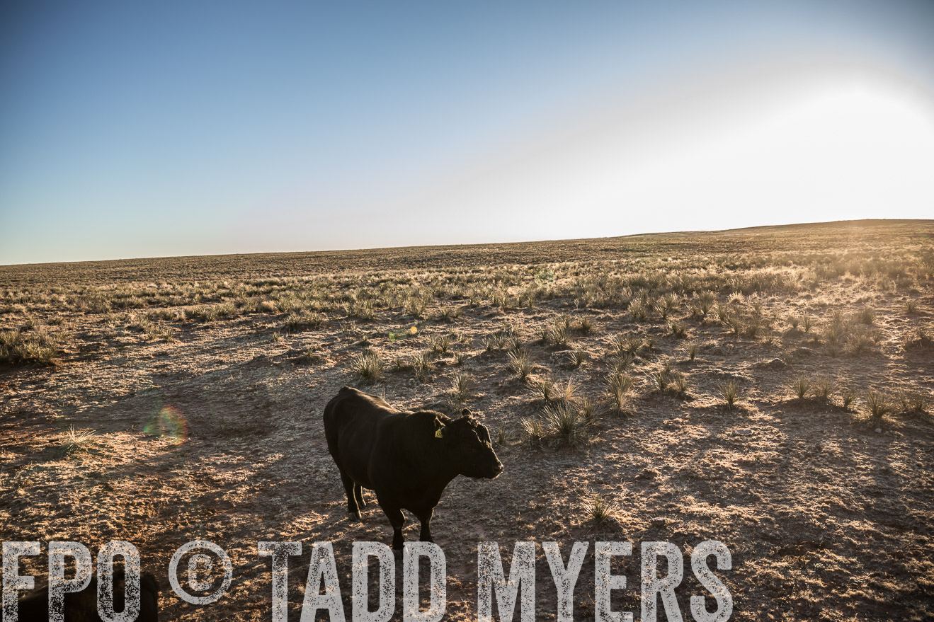  TMyers_WardRanch_NM_Dec2019-44845