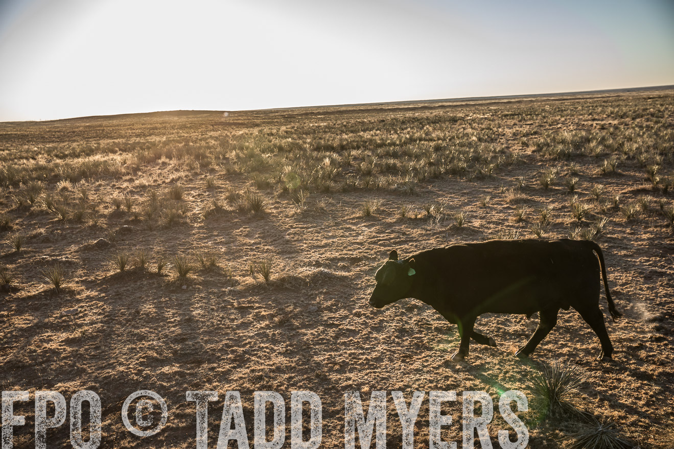  TMyers_WardRanch_NM_Dec2019-44854