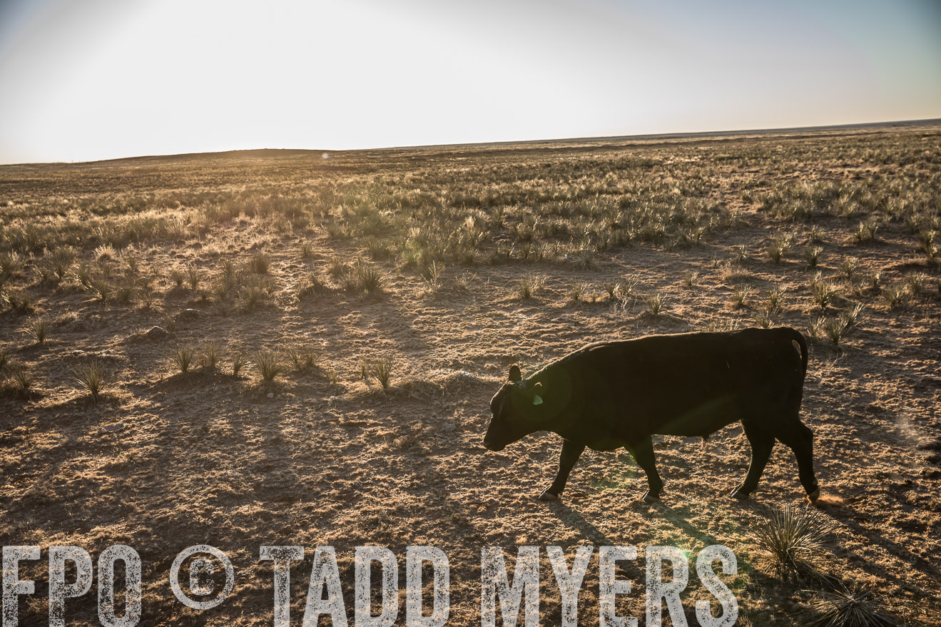  TMyers_WardRanch_NM_Dec2019-44855