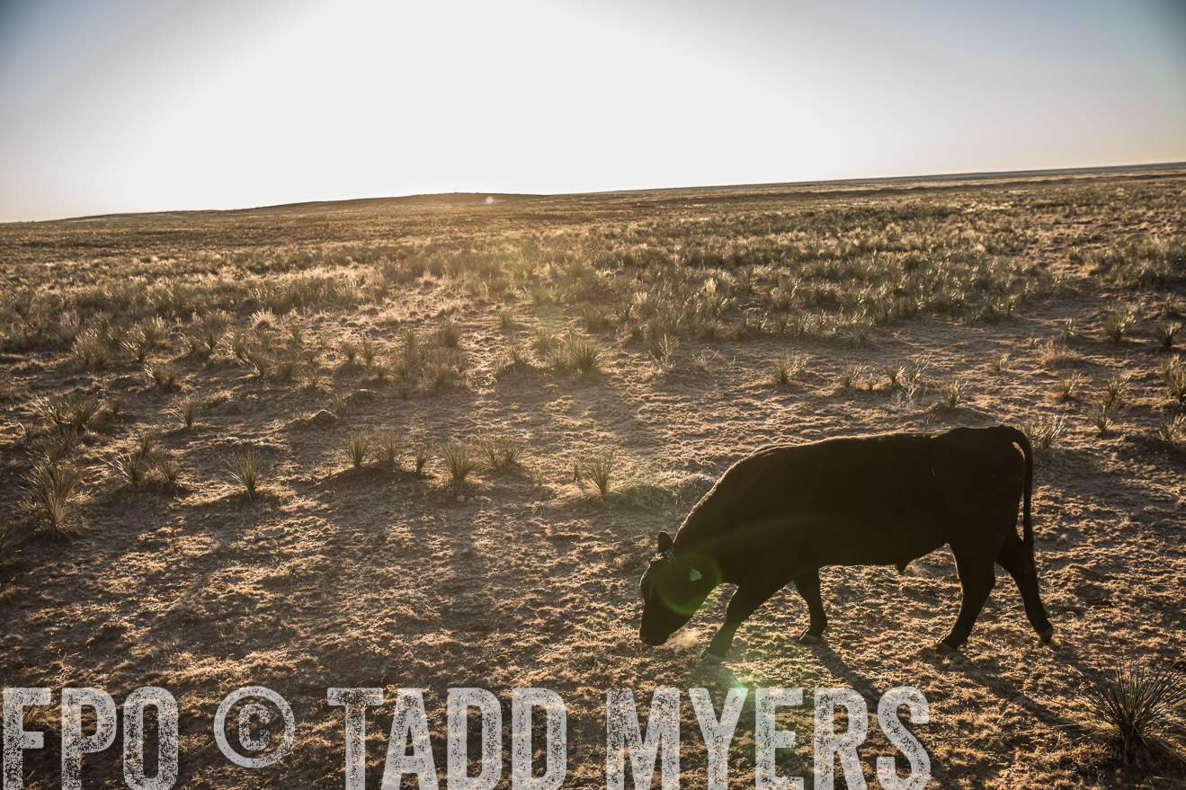  TMyers_WardRanch_NM_Dec2019-44857