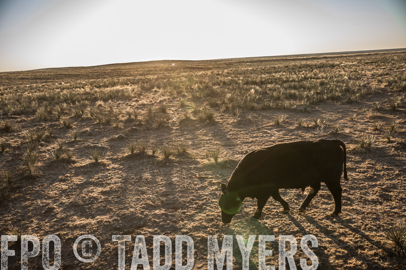  TMyers_WardRanch_NM_Dec2019-44858