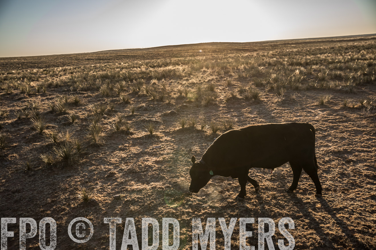  TMyers_WardRanch_NM_Dec2019-44859