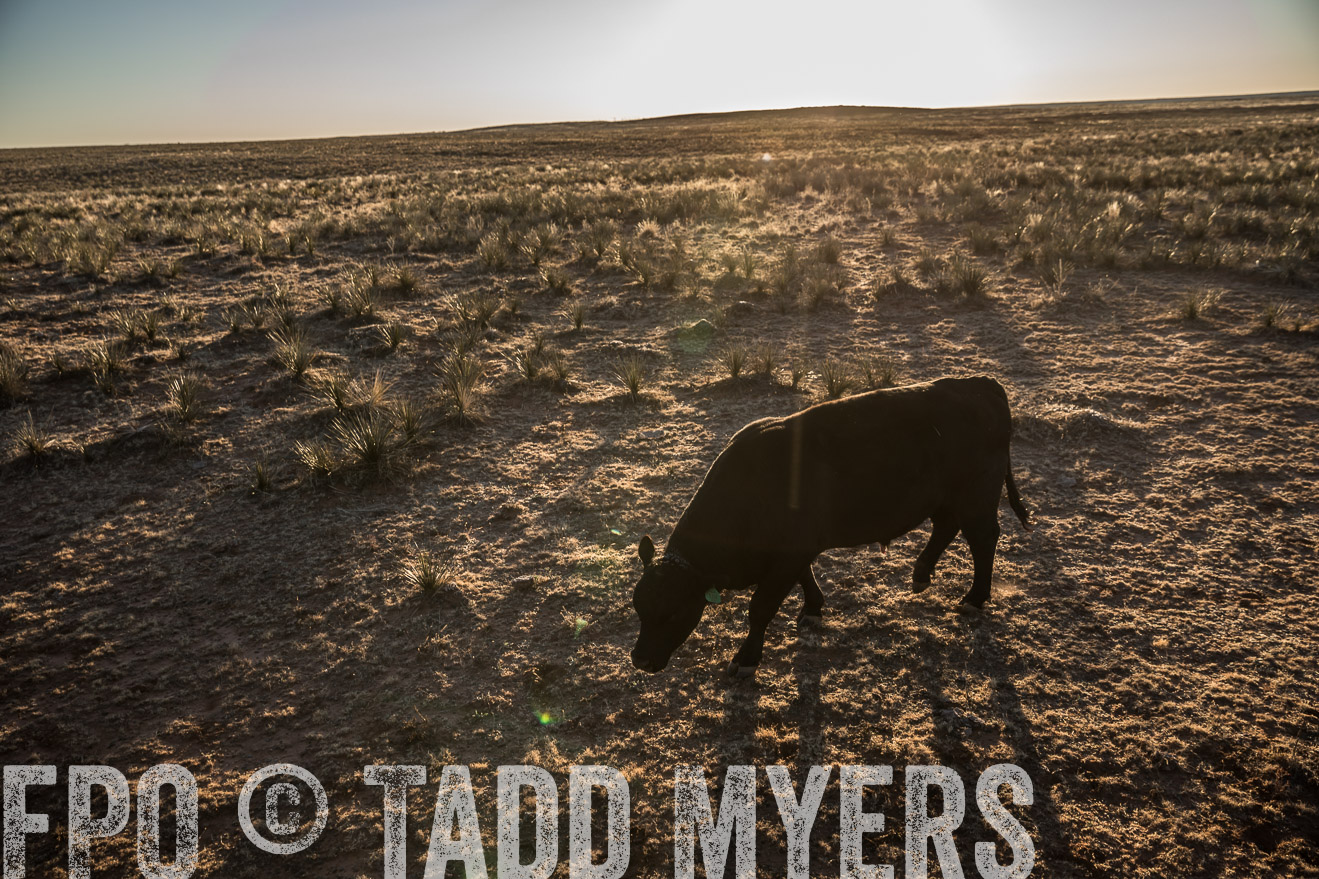  TMyers_WardRanch_NM_Dec2019-44862