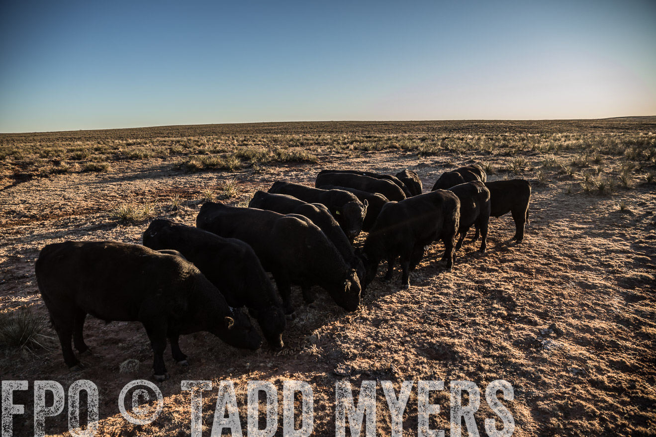  TMyers_WardRanch_NM_Dec2019-44873