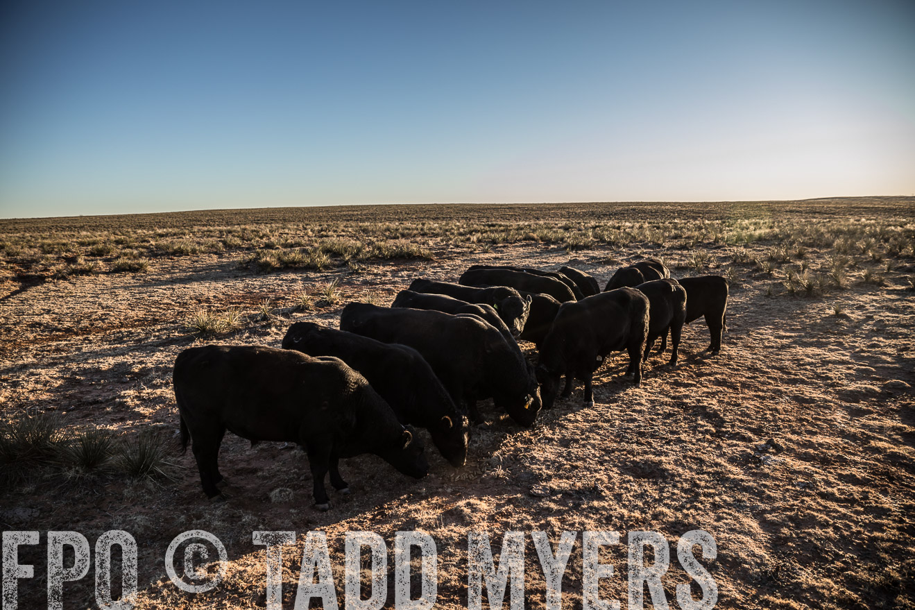  TMyers_WardRanch_NM_Dec2019-44874