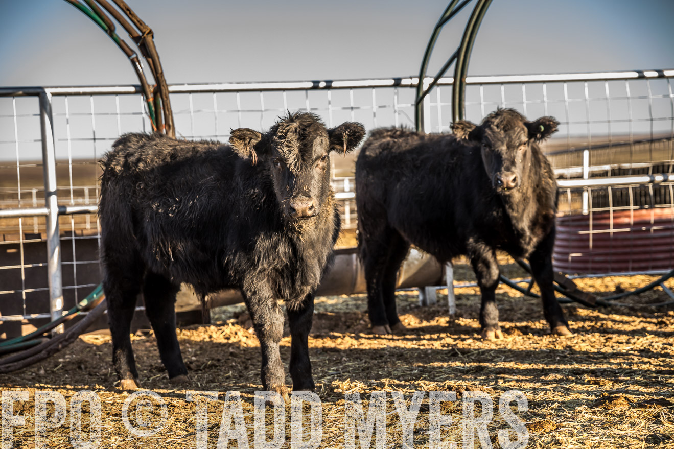  TMyers_WardRanch_NM_Dec2019-43145