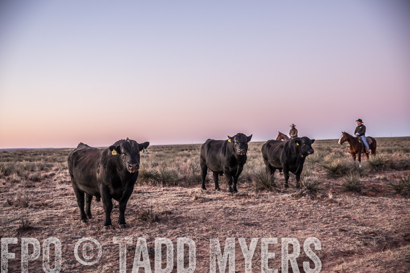  TMyers_WardRanch_NM_Dec2019-43880