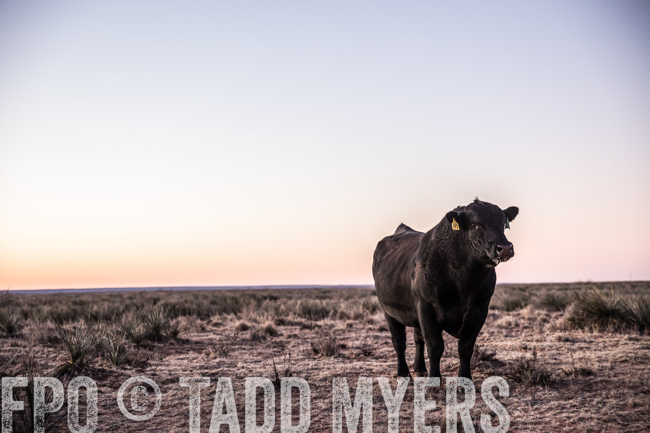  TMyers_WardRanch_NM_Dec2019-43887