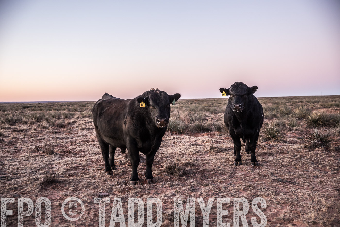  TMyers_WardRanch_NM_Dec2019-43908