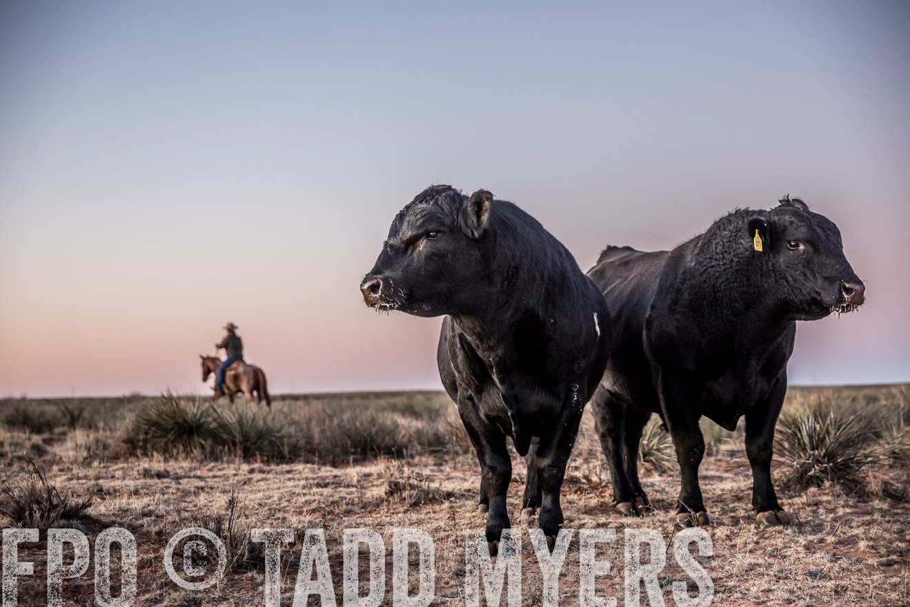 TMyers_WardRanch_NM_Dec2019-43920