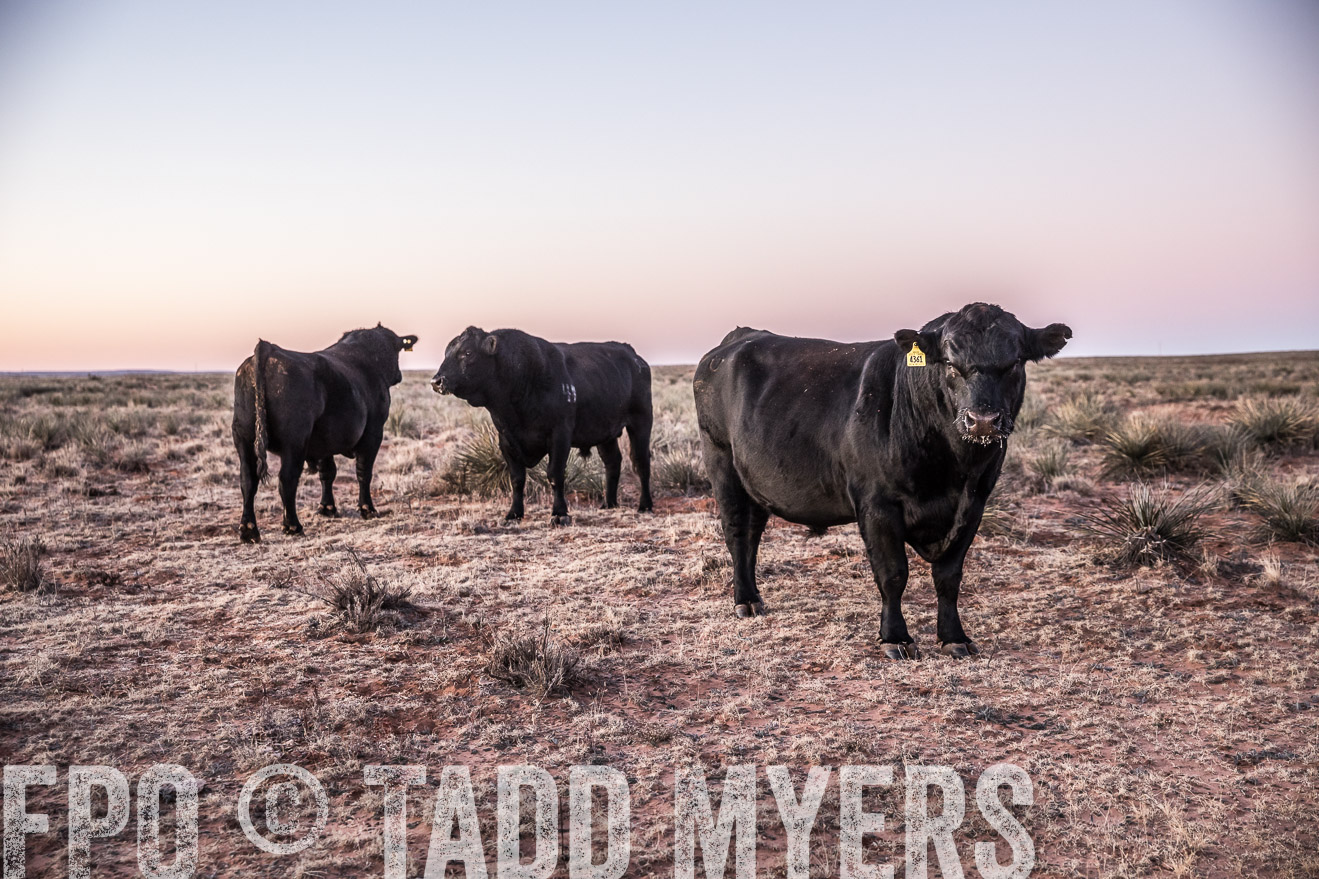  TMyers_WardRanch_NM_Dec2019-43934