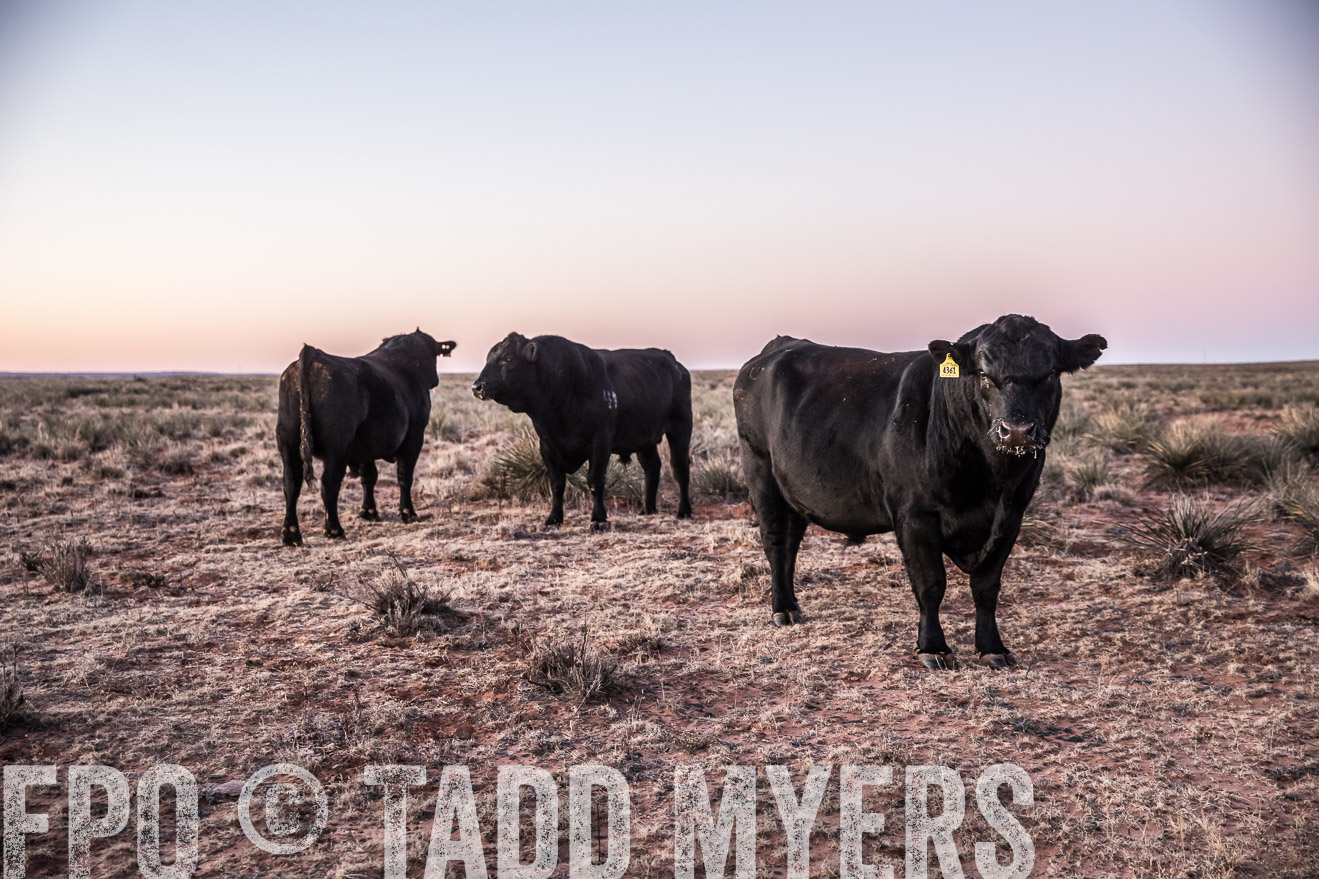  TMyers_WardRanch_NM_Dec2019-43937